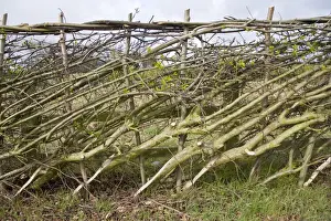 Hedges Prints: Layered hedge - recently done - side view Bedfordshire UK 005452