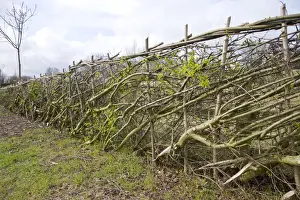Hedges Prints: Layered hedge - recently done - view along hedge Bedfordshire UK 005450