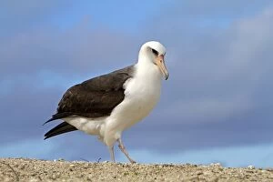 Images Dated 16th December 2010: Laysan Albatross