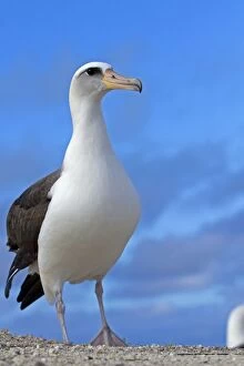 Images Dated 16th December 2010: Laysan Albatross