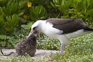 Images Dated 20th March 2011: Laysan Albatross - adult feeding young