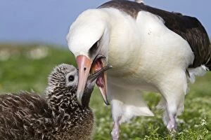 Laysan Albatross - adult feeding young