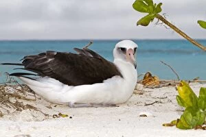 Images Dated 20th March 2011: Laysan Albatross - adult at nest