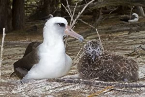 Images Dated 20th March 2011: Laysan Albatross - adult with young