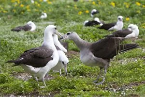 Laysan Albatross - crossed with Black-footed Albatross