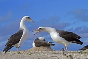 Images Dated 16th December 2010: Laysan Albatross - displaying