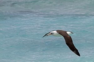 Images Dated 16th December 2010: Laysan Albatross - in flight