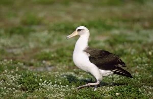 Laysan Albatross - on Ground