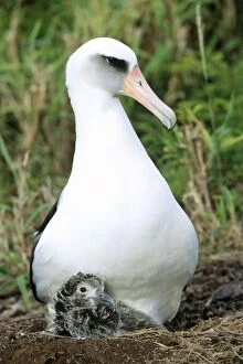 Images Dated 7th April 2009: Laysan Albatross - at nest with chick Kilauea Point National Wildlife Refuge, Hawaii
