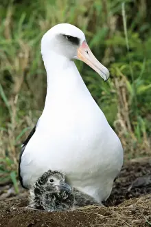 Albatrosses Prints: Laysan Albatross - at nest with chick Kilauea Point National Wildlife Refuge, Hawaii