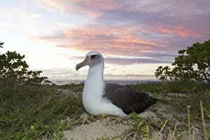 Images Dated 16th December 2010: Laysan Albatross - on nest at sunset