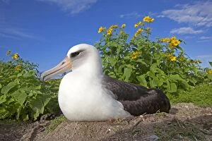 Areas Gallery: Laysan Albatross - on nest surrounded by Golden