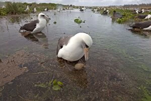 Images Dated 16th December 2010: Laysan Albatross - on the nest in the water