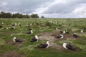 Images Dated 16th December 2010: Laysan Albatross - nesting