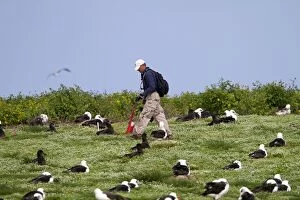 Laysan Albatross - nests being counted