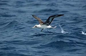 Albatrosses Prints: Laysan Albatross - taking off from sea Midway Pacific