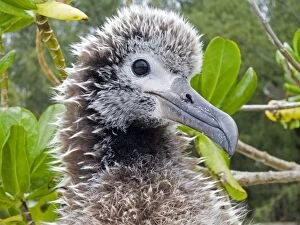 Images Dated 20th March 2011: Laysan Albatross - young
