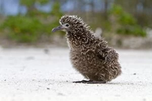 Images Dated 20th March 2011: Laysan Albatross - young chick