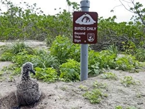 Images Dated 20th March 2011: Laysan Albatross - young by nesting site sign