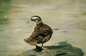 Laysan Teal Duck - female