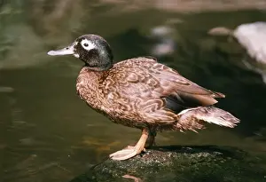 Laysan Teal - male
