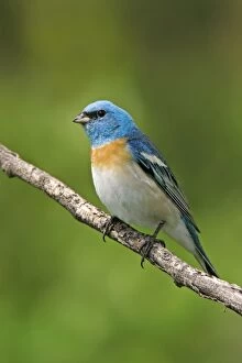 Images Dated 29th June 2005: Lazuli Bunting