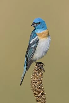 Images Dated 8th July 2008: Lazuli Bunting, Adult male