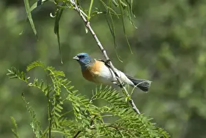 Lazuli Bunting Male onbranch in bush Portal SE Arizona