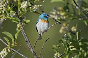 Bunting Prints: Lazuli Bunting - male - Western U. S. - Summer _D3D0952
