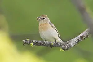 Lazuli Bunting, Passerina amoena. Adult female. Washington in July