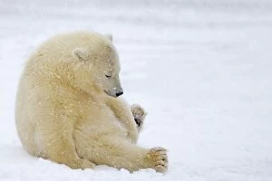Lazy Polar Bear cub dozing in the snow