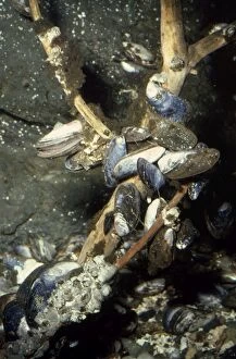 Lb-11025 Mussels Underwater