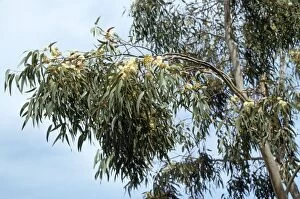 LB-1855 Eucalyptus Tree - flowering