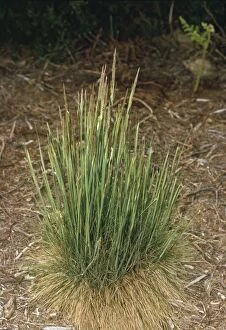 Lb-3704 Purple Moor Grass
