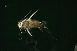 LB-5735 Nile Catfish