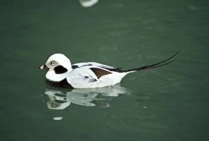 LBO-282 LONG-TAILED DUCK - male