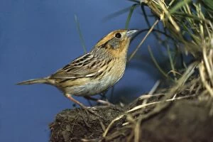 Images Dated 5th February 2008: Le Conte's Sparrow