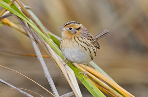 Images Dated 29th October 2010: Le Conte's Sparrow - in fall in Spartina grass