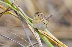 Images Dated 29th October 2010: Le Conte's Sparrow - in fall in Spartina grass
