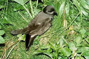 Petrels Prints: Leach's Storm Petrel