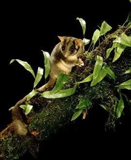 Possums Prints: Leadbeater's Possum - Central Highlands