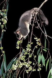 Images Dated 14th March 2007: Leadbeater's Possum - climbing among flowering Eucalypt branches