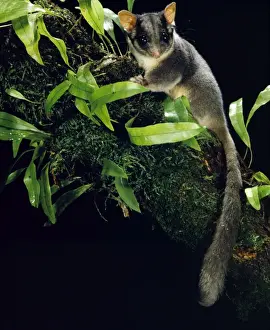Possums Prints: Leadbeater's possum - In tree - Central Highlands