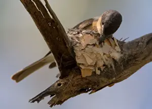 Leaden Flycatcher - female building nest This subspecies found in woodland near water, dense riverside vegetation, mangroves and rainforest edges from the Kimberley across the far north of Northern Territory and just into Queensland