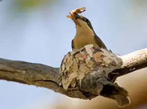 Leaden Flycatcher - female building nest This subspecies found in woodland near water, dense riverside vegetation, mangroves and rainforest edges from the Kimberley across the far north of Northern Territory and just into Queensland