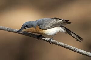 Images Dated 6th September 2004: Leaden Flycatcher, female - Found throughout northern and eastern Australia