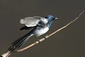Leaden Flycatcher, male, flapping wings