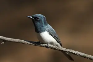 Leaden Flycatcher, male - Found throughout northern and eastern Australia. An uncommon migrant to the southeast but a common breeding resident across the north