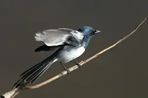 Leaden Flycatcher, male - Found throughout northern and eastern Australia. An uncommon migrant to the southeast but a common breeding resident across the north