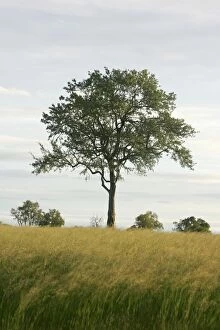 Leadwood Tree